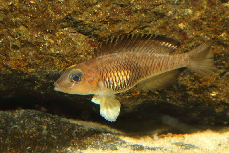 Lamprologus signatus